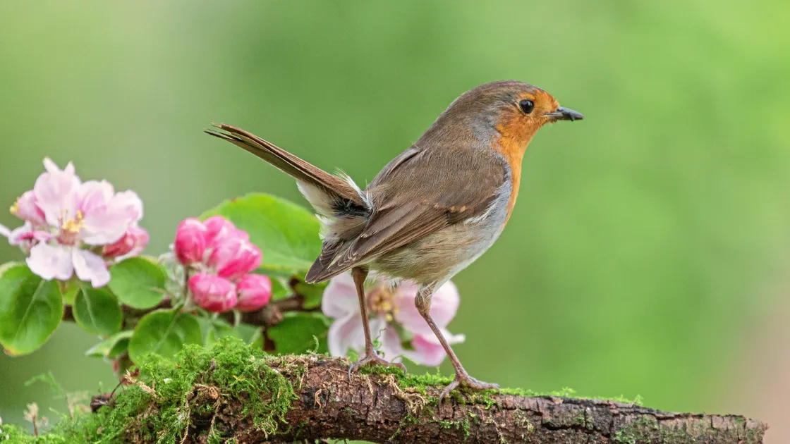 Robin