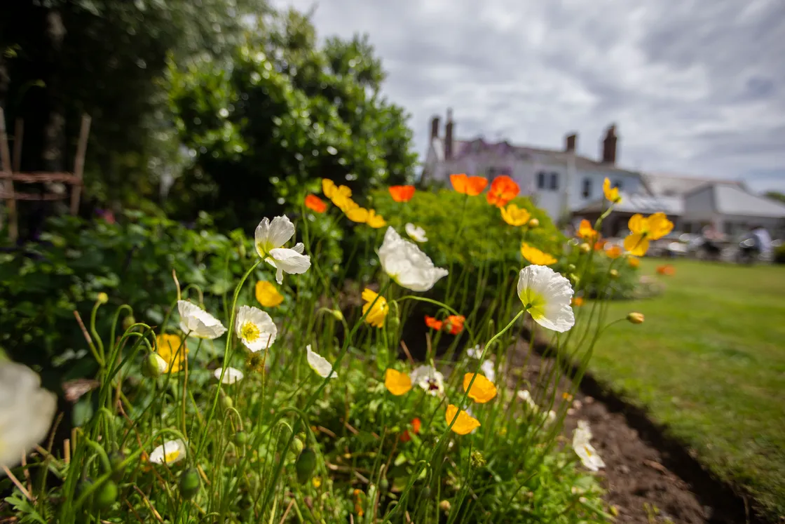 Chris is now on the committee of Floral Guernsey