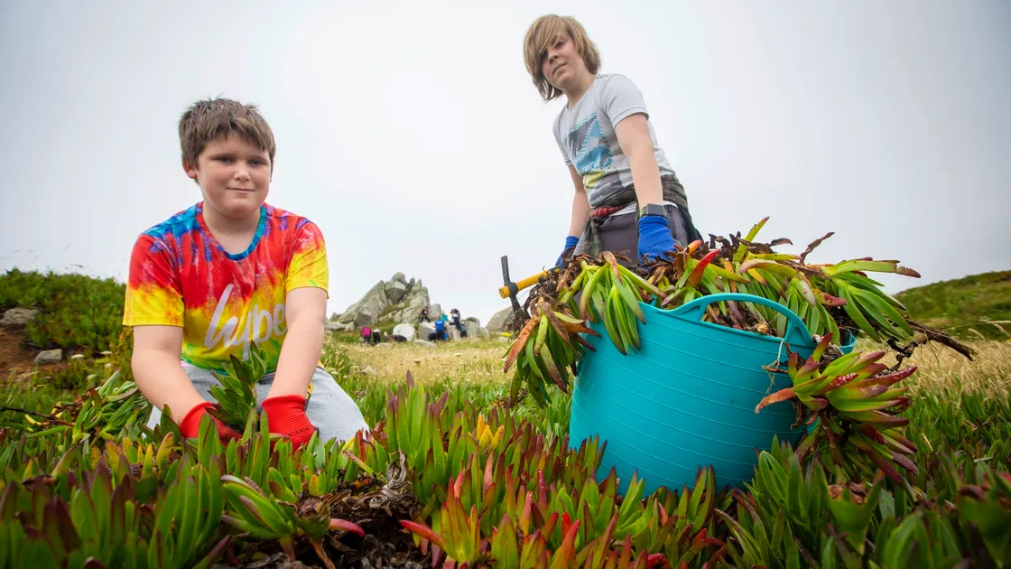 Students from St Sampson’s High clearing sour fig at Fort Le Marchant Headland. Ethan Dray, left, and George Bennett, both 13. 
(Picture by Peter Frankland, 29759324)