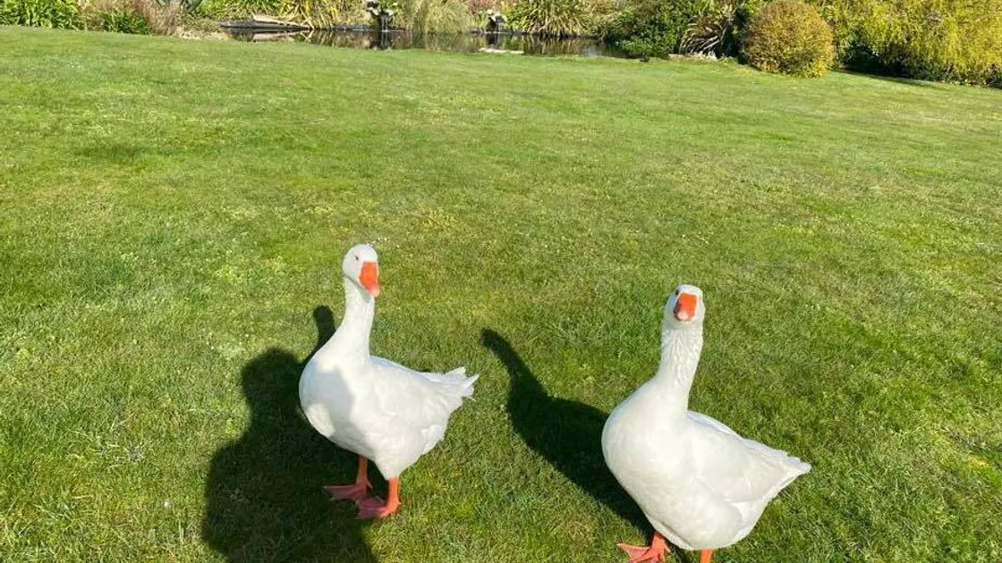 House sale means new home needed for geese