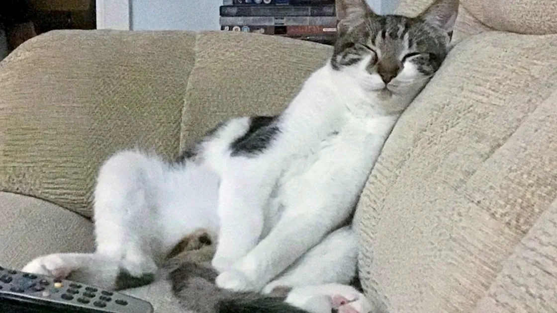 Dexter Townsend took second place in the sleeping pets category as he sunk into the sofa.