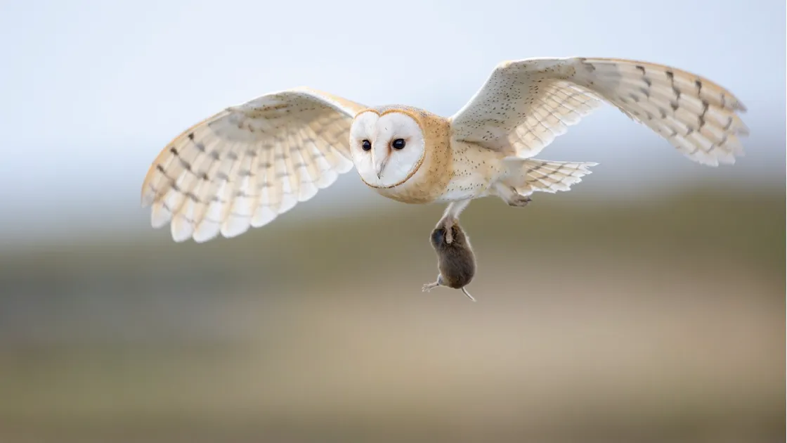 Picture by Steve Levrier