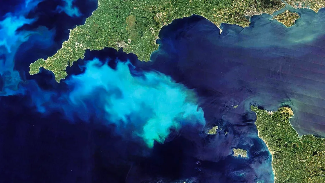A massive bloom of phytoplankton has been recorded by NASA in the English Channel, not too far from Guernsey’s west coast. It is due to the clear skies and heat in north-western Europe. (Image courtesy of NASA)